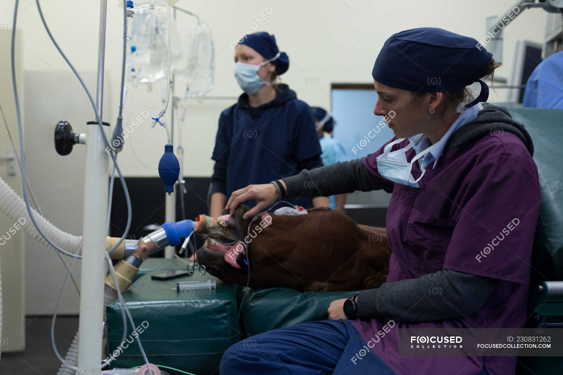 Female surgeon examining a horse in operation theatre at hospital ...