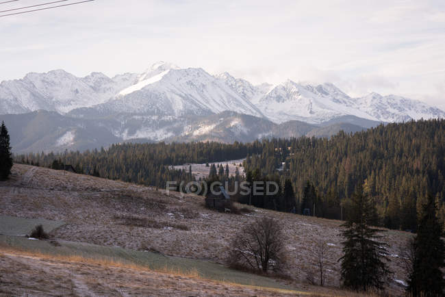 Nevados y pinos durante el invierno - foto de stock