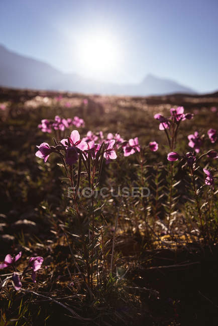Campo de flores en el campo en un día soleado, parque nacional banff - foto de stock