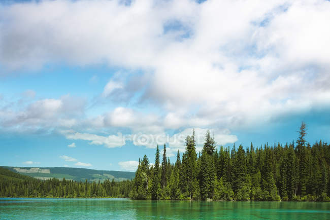 Зелені дерева в лісі та озері на сонячний день — стокове фото