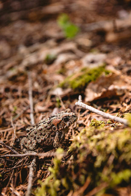 Gros plan sur la grenouille dans la forêt — Photo de stock