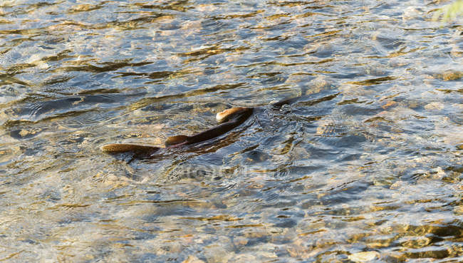 Belo rio com pedras de seixos em um dia ensolarado — Fotografia de Stock