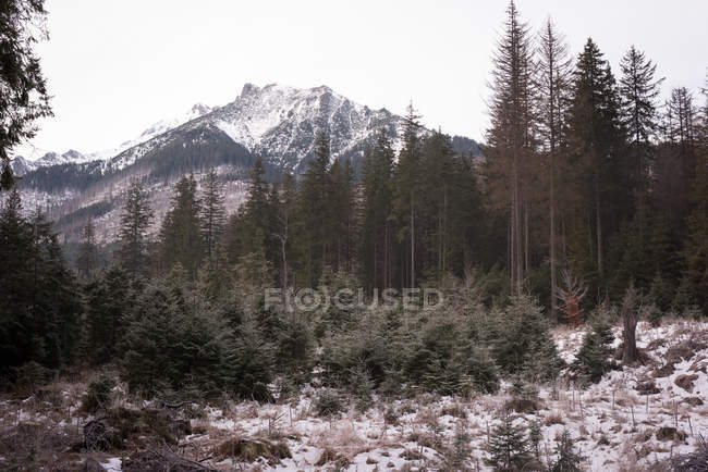 Снежные шапки и сосны зимой — стоковое фото