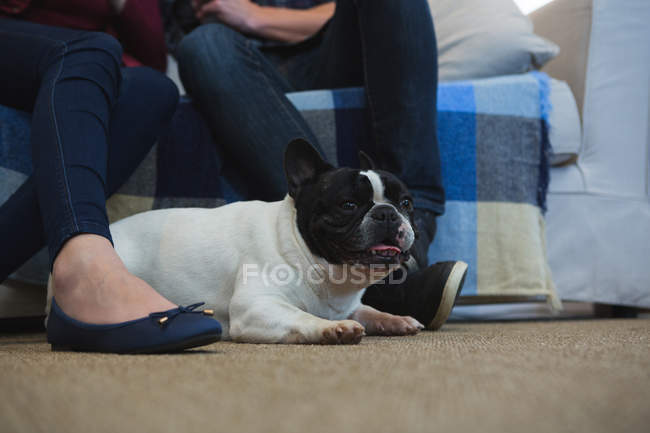 Paar mit französischer Bulldogge im heimischen Wohnzimmer, teilweise Sicht auf Menschen — Stockfoto