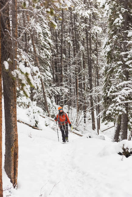 Femme grimpeuse marchant dans la forêt enneigée pendant l'hiver — Photo de stock