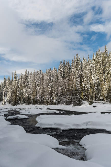 Rivière et arbres en hiver — Photo de stock
