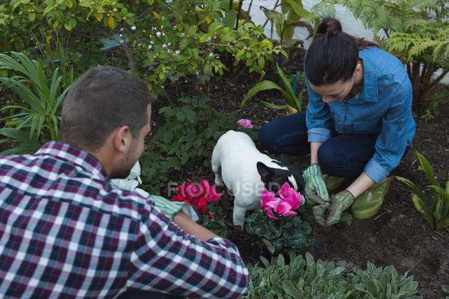 Young couple with french bulldog dog planting flowers in garden — Stock Photo