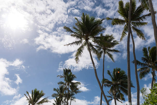 Пальмы на пляже в солнечный день — стоковое фото