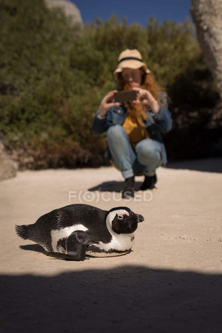 Mujer haciendo clic en la imagen de pingüino con teléfono móvil en la playa - foto de stock