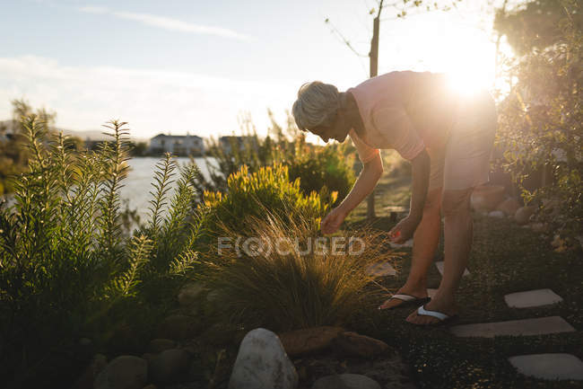 Старшая женщина осматривает растение возле реки в солнечный день — стоковое фото
