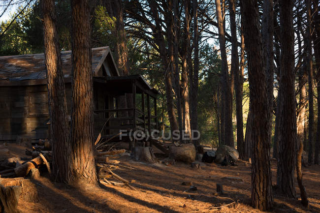 Cabaña de madera en el bosque en un día soleado - foto de stock