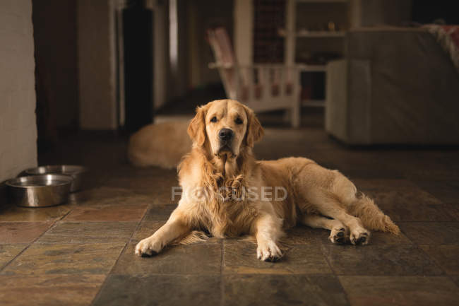 Labrador cão relaxando uma casa — Fotografia de Stock