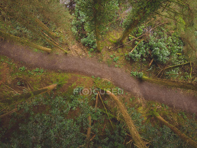 Aerial of path passing through the forest — Stock Photo