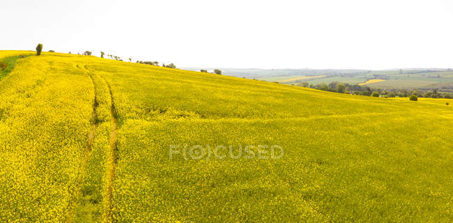 Vista del campo en una pendiente de una colina en un día soleado - foto de stock