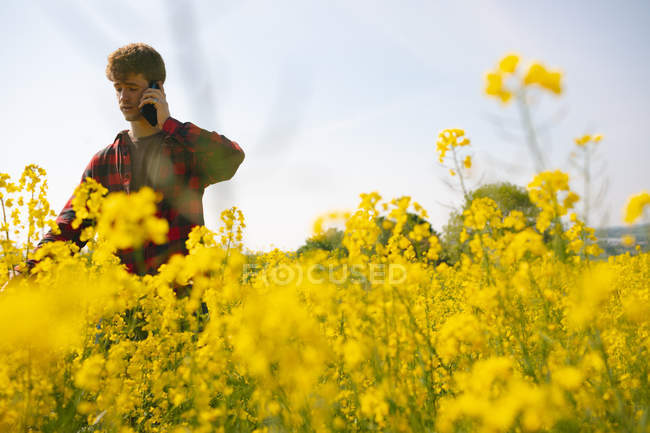 Homem falando ao telefone no campo de mostarda em um dia ensolarado — Fotografia de Stock