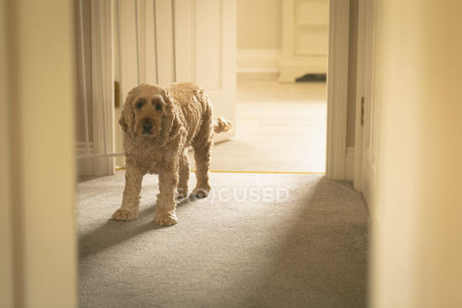 Dog standing near the door at home — Stock Photo