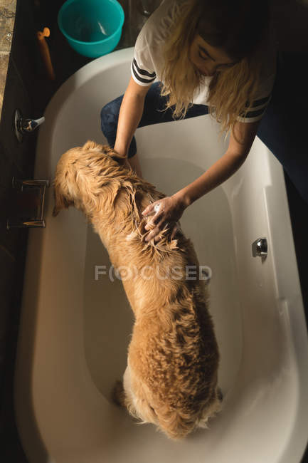 Menina limpando um cão no banheiro em casa — Fotografia de Stock