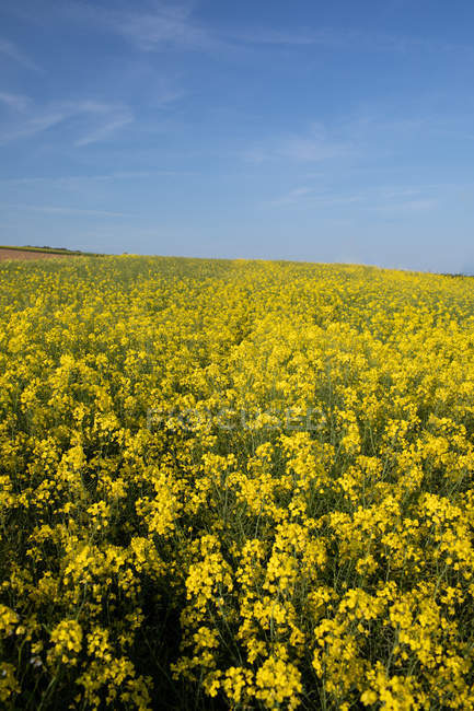 Vista del campo de mostaza en un día soleado - foto de stock