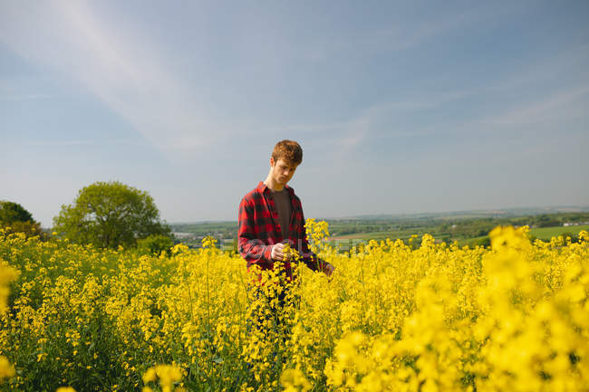 Чоловік перевіряє посіви на гірчичному полі в сонячний день — стокове фото