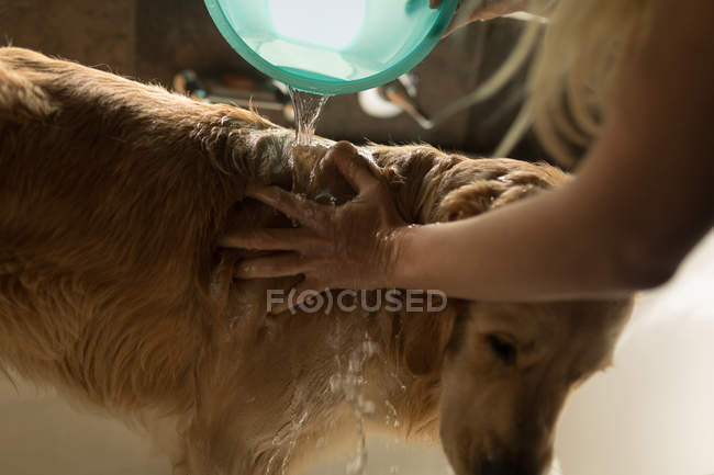 Mädchen putzt Hund im Badezimmer zu Hause — Stockfoto