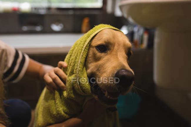 Chica limpiando un perro en el baño en casa - foto de stock