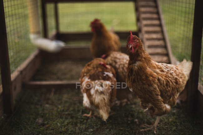 Primer plano del pastoreo de gallinas en la pluma - foto de stock