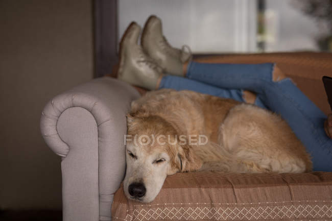 Девочка с собакой отдыхает в гостиной дома — стоковое фото