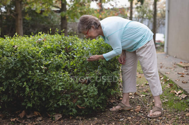 Femme âgée vérifiant les plantes dans la cour pendant la journée — Photo de stock