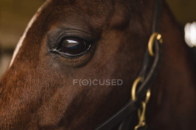 Close-up of horse in the ranch — Stock Photo