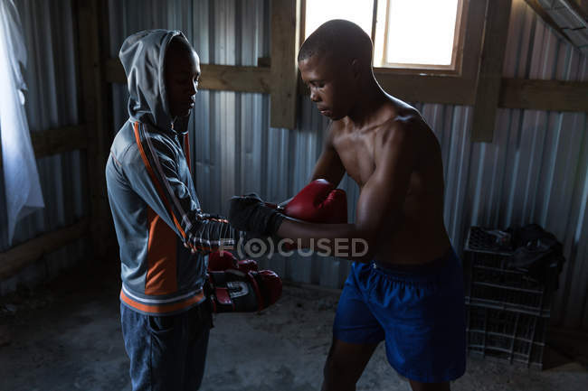 Trainer assisting male boxer in wearing boxing gloves at fitness studio — Stock Photo