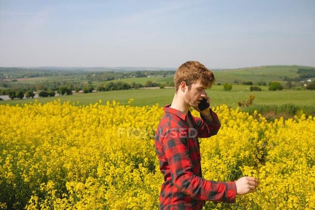 Чоловік перевіряє посіви під час розмови по телефону в гірчичному полі в сонячний день — стокове фото