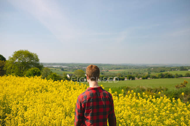 Rear view of man standing in the mustard field on a sunny day — Stock Photo