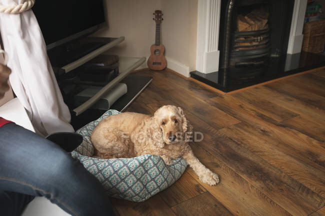 Dog sitting beside woman in living room at home — Stock Photo