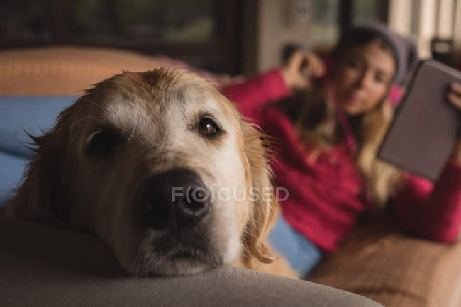 Menina com cão usando tablet digital na sala de estar em casa — Fotografia de Stock