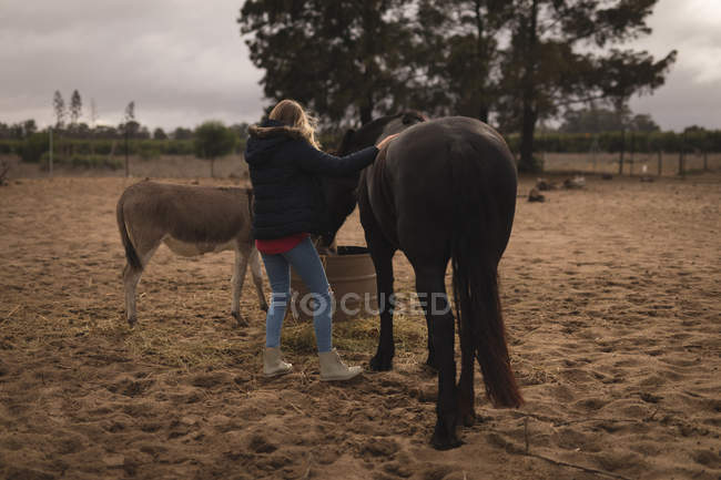 Visão traseira da menina alimentando seu cavalo no rancho — Fotografia de Stock