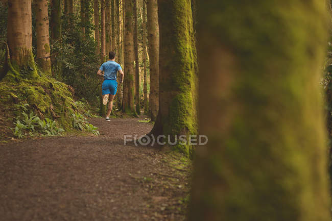 Вид сзади на бег человека в лесу — стоковое фото