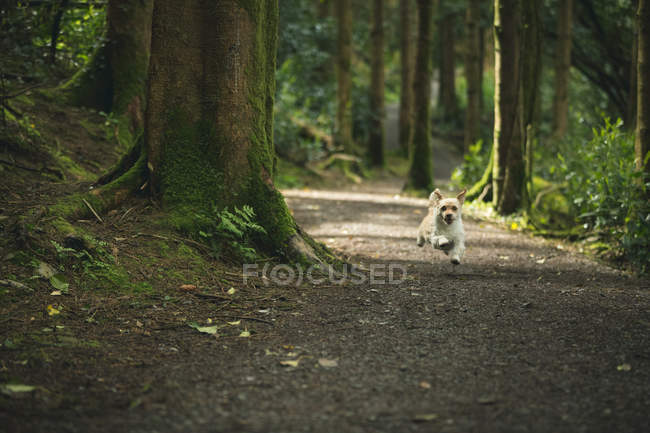 Dog running on track in lush forest — Stock Photo