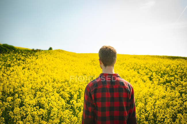 Visão traseira do homem de pé no campo de mostarda em um dia ensolarado — Fotografia de Stock