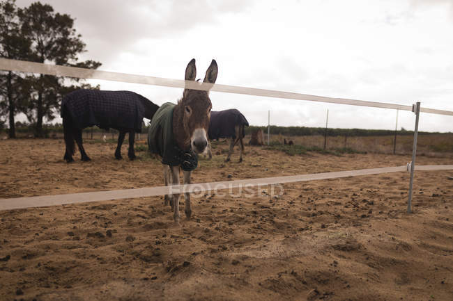 Domesticated donkey in the ranch — Stock Photo
