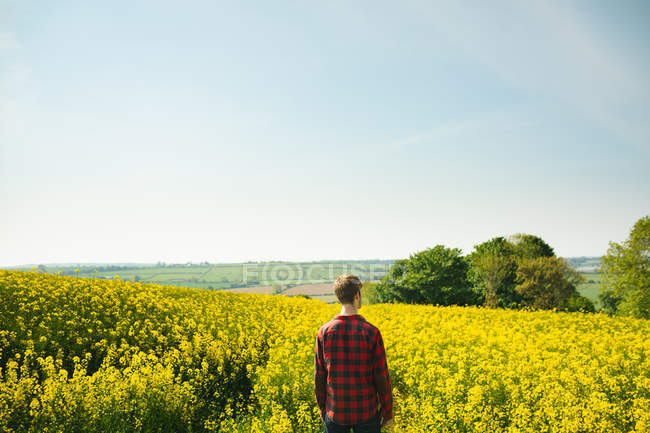 Visão traseira do homem de pé no campo de mostarda em um dia ensolarado — Fotografia de Stock