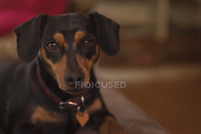 Close-up of dog looking at camera — Stock Photo