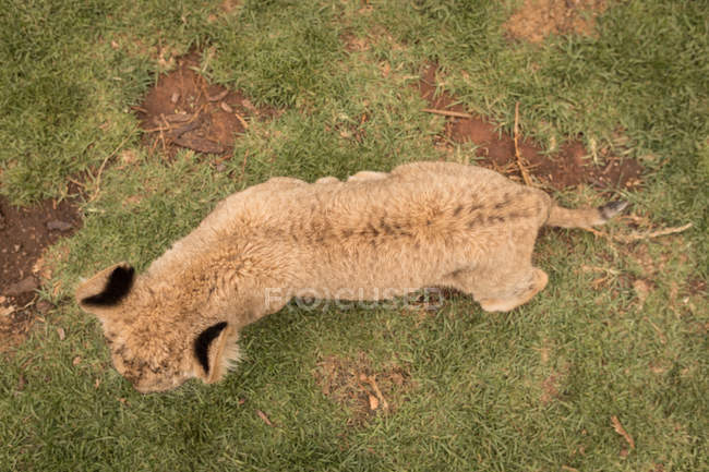 Overhead de cachorro de león caminando en el parque de safari - foto de stock