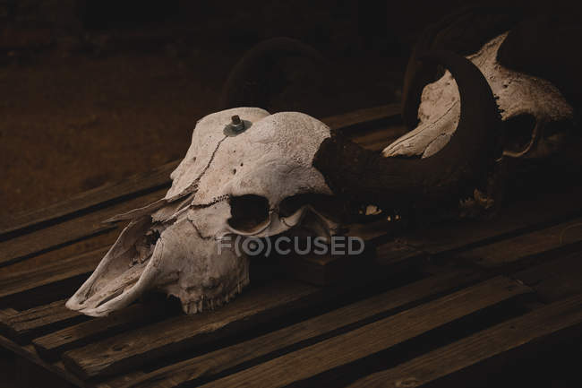 Nahaufnahme von Tierschädel auf Holztisch — Stockfoto