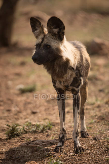 Cão selvagem africano no parque de safari em um dia ensolarado — Fotografia de Stock