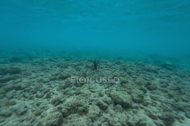 Poissons sauvages nageant par récif corallien sous-marin — Photo de stock