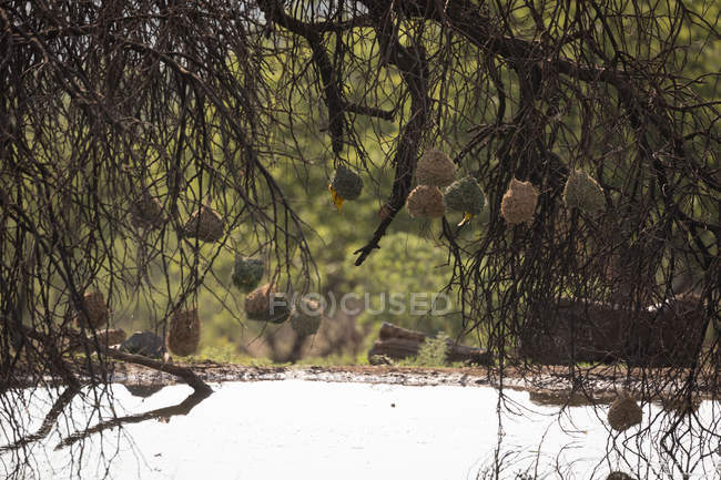 Ninhos de pássaros tecelões em um ramo da árvore no parque de safári — Fotografia de Stock