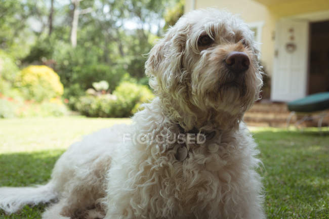 Крупним планом собака відпочиває в саду в сонячний день — стокове фото