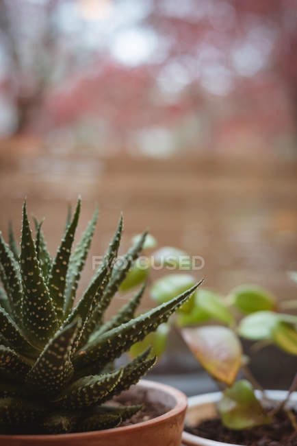 Close-up de aloe vera em vaso de plantas em casa — Fotografia de Stock