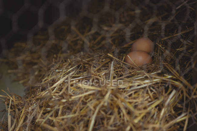 Крупный план коричневых яиц на гнезде — стоковое фото