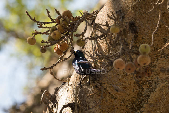 Uccello appollaiato su un albero di bacche in una giornata di sole — Foto stock